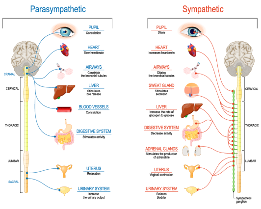 The parasympathetic and sympathetic nervous systems